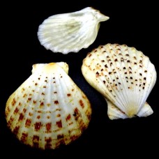 Морские раковины гребешок пектен радула PECTEN RADULA, размер: 5-6см