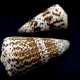 Sea shells Conus marmoreus, size: length 8.5-9.5cm