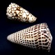 Морские раковины Конус мраморный Conus marmoreus, размер: длина 7.5-8.5см