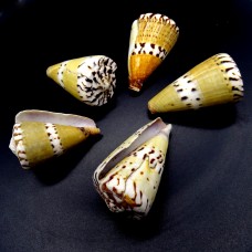 Морские раковины Конус  Conus capitaneus Linnaeus: длина 5.5-6.5см