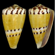 Sea shells Conus capitaneus Linnaeus, size: length 6-7cm