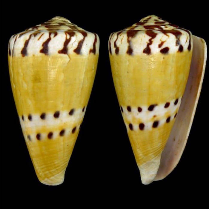 Морские раковины Конус  Conus capitaneus Linnaeus: длина 6-7см