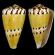 Морские раковины Конус  Conus capitaneus Linnaeus: длина 6-7см