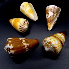 Морские раковины Конус  Conus miles, размер: длина 5.5-6.5см