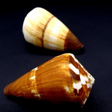 Морские раковины Конус  Conus miles, размер: длина 7-8см