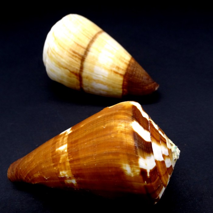 Морские раковины Конус  Conus miles, размер: длина 7-8см
