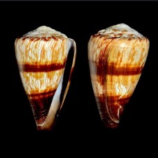 Морские раковины Конус  Conus miles, размер: длина 8-9см