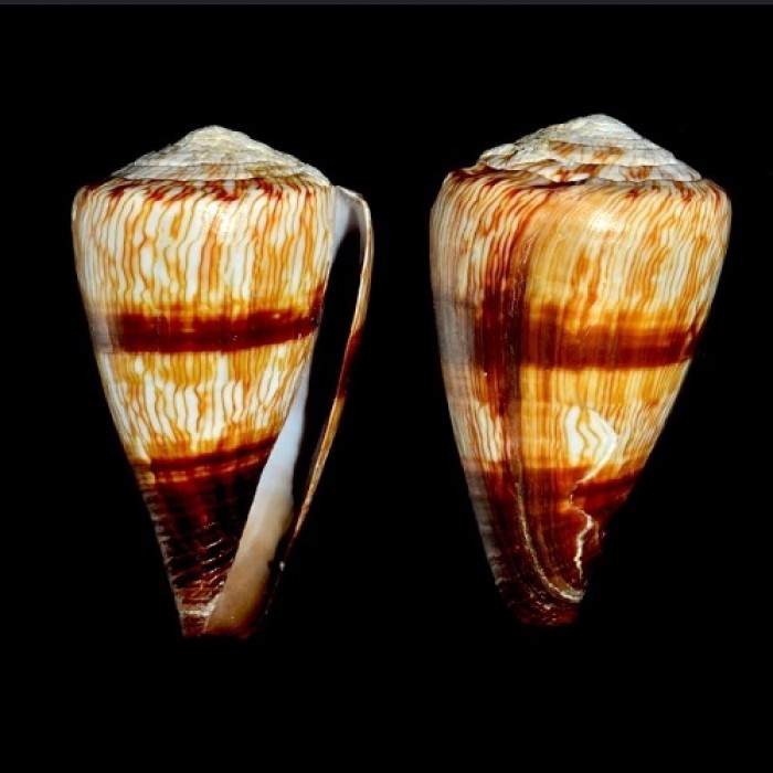 Sea shells Conus miles, size: length  8-9cm