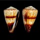 Sea shells Conus miles, size: length  8-9cm