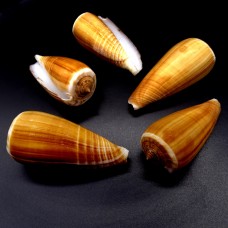 Морские раковины Конус  Conus vexillum, размер: длина 5-6см