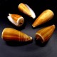 Sea shellsConus vexillum, size: length 5-6cm
