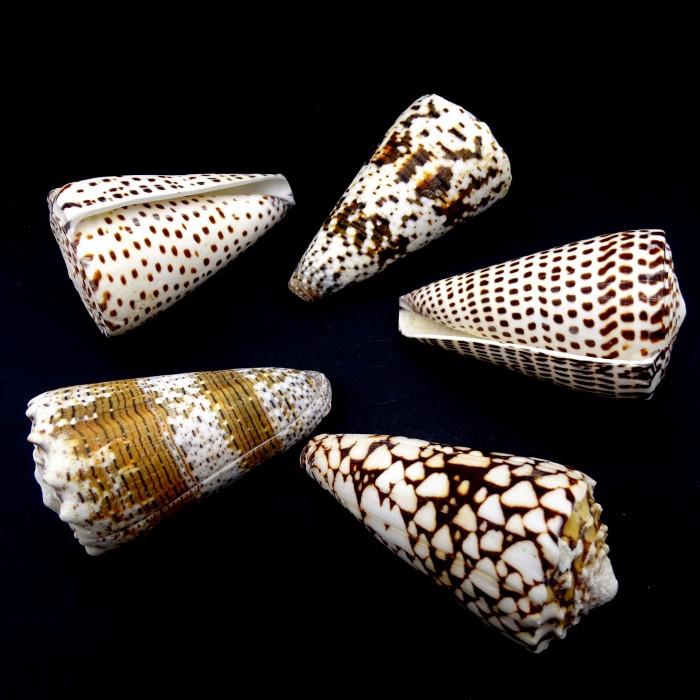 Морские раковины Конус мраморный Conus marmoreus, размер: длина 5-6см