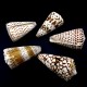 Морские раковины Конус мраморный Conus marmoreus, размер: длина 5-6см