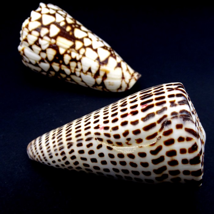 Морские раковины Конус мраморный Conus marmoreus, размер: длина 6-7см