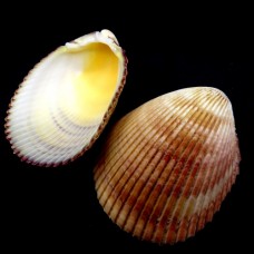 Sea shells Vasticardium elongatum, size: 9-10cm
