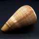 Морские раковины Конус Conus Figulinus, размер: длина 7-8см