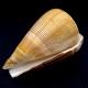 Морские раковины Конус Conus Figulinus, размер: длина 8.5-9.5см