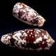 Морские раковины Конус Conus Striatus, размер: длина 8.5-9.5см