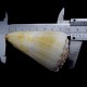 Морские раковины Конус Conus Magus, размер: длина 8-9см