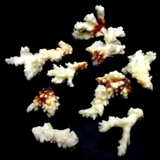 Морской коралл поциллофора веррукоза Pocillophora Verrucosa, на вес 100гр