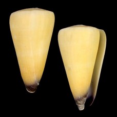 Sea shells CONUS VIRGO, size: length 6-7cm