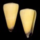 Sea shells CONUS VIRGO, size: length 7.5-9cm