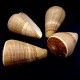 Sea shells Conus Figulinus, size: length 5.5-6.5cm