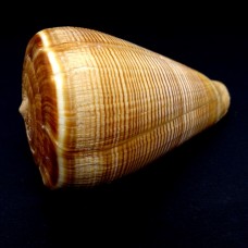 Sea shells Conus Figulinus, size: length 8.5-9.5cm