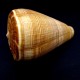 Sea shells Conus Figulinus, size: length 8.5-9.5cm