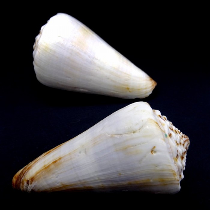 Морские раковины Конус Conus Magus, размер: длина 6,5-8см