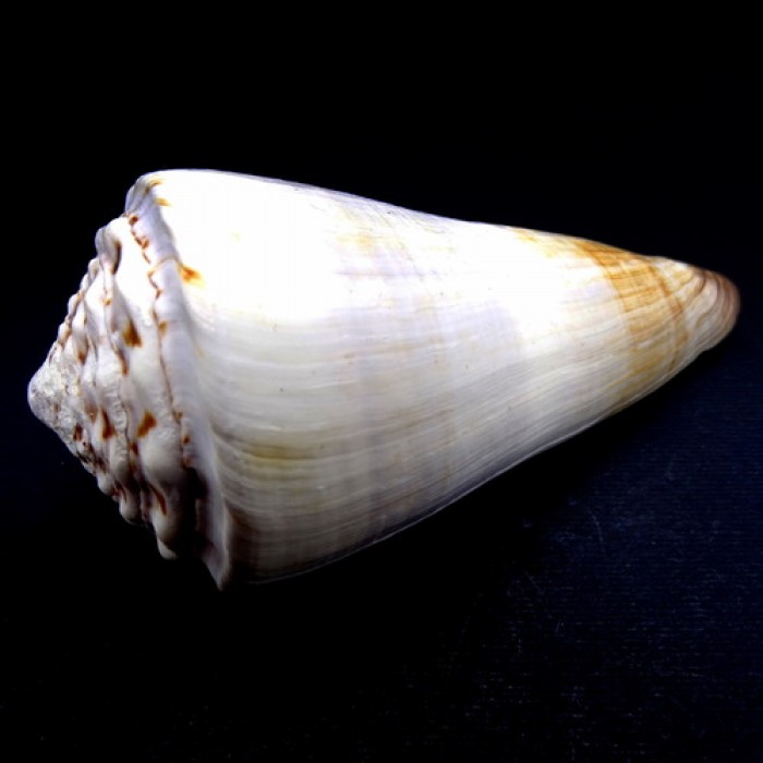 Морские раковины Конус Conus Magus, размер: длина 8-9,5см