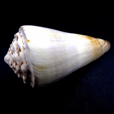 Sea shells Conus Magus, size: length 9.5-11cm