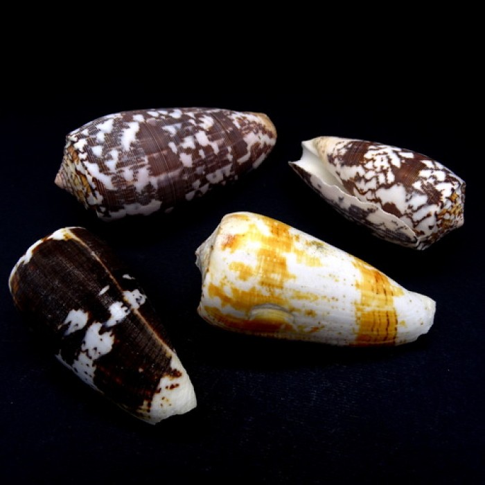 Морские раковины Конус Conus Striatus, размер: длина 5-6,5см