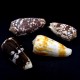 Sea shells Conus Striatus, size: length 6.5-7.5cm