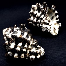 Sea shells Vasum turbinellus, size: 5-6cm