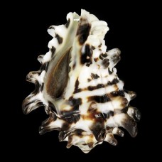 Sea shells Vasum turbinellus, size: 6-7cm