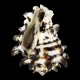 Sea shells Vasum turbinellus, size: 6-7cm
