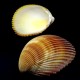 Sea shells Vasticardium elongatum, size: 8-9cm