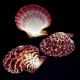 Sea shells scallop falium GLORIPHALIUM PALLIUM, size: 5-6cm