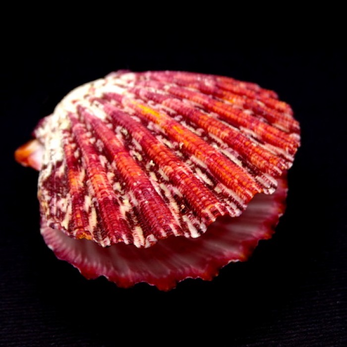 Sea shells scallop falium GLORIPHALIUM PALLIUM, size: 5-6cm