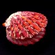 Sea shells scallop falium GLORIPHALIUM PALLIUM, size: 5-6cm