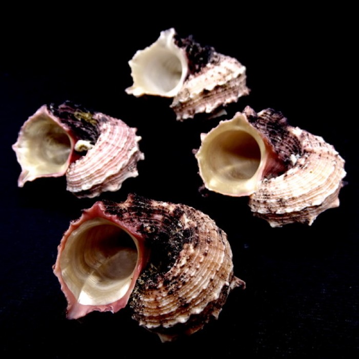 Sea shells Angaria delphinus, size 5-6cm