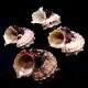 Sea shells Angaria delphinus, size 5-6cm