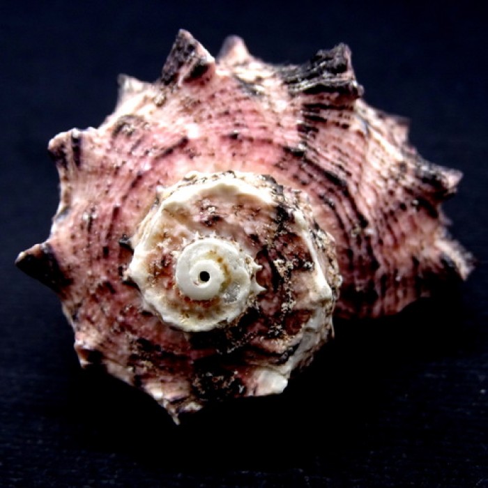 Sea shells Angaria delphinus, size 5-6cm