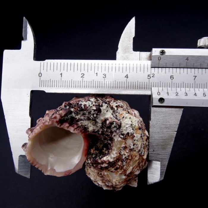 Sea shells Angaria delphinus, size 5-6cm