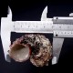 Sea shells Angaria delphinus, size 5-6cm