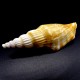 Sea shells Vittatus strombus, size: 7.5-8.5cm