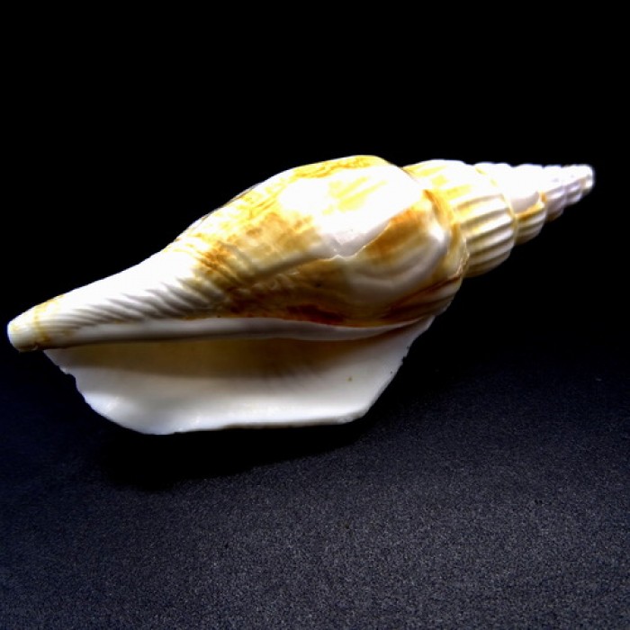 Sea shells Vittatus strombus, size: 7.5-8.5cm
