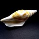 Sea shells Vittatus strombus, size: 7.5-8.5cm