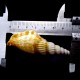 Sea shells Vittatus strombus, size: 7.5-8.5cm